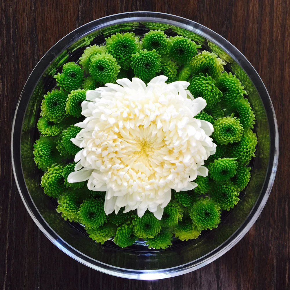 Chrysanthemum mandala