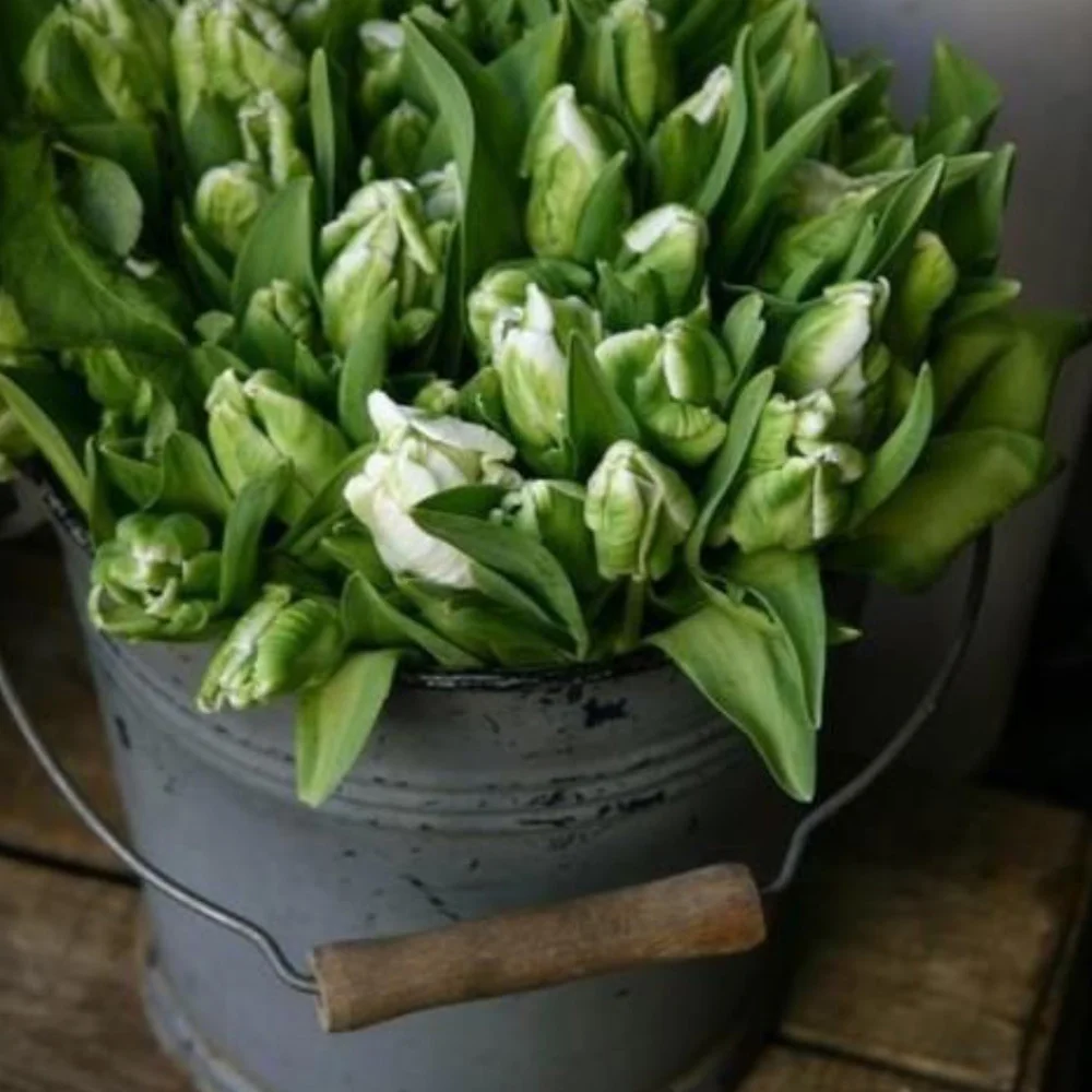 Tulips in a galvanized pail