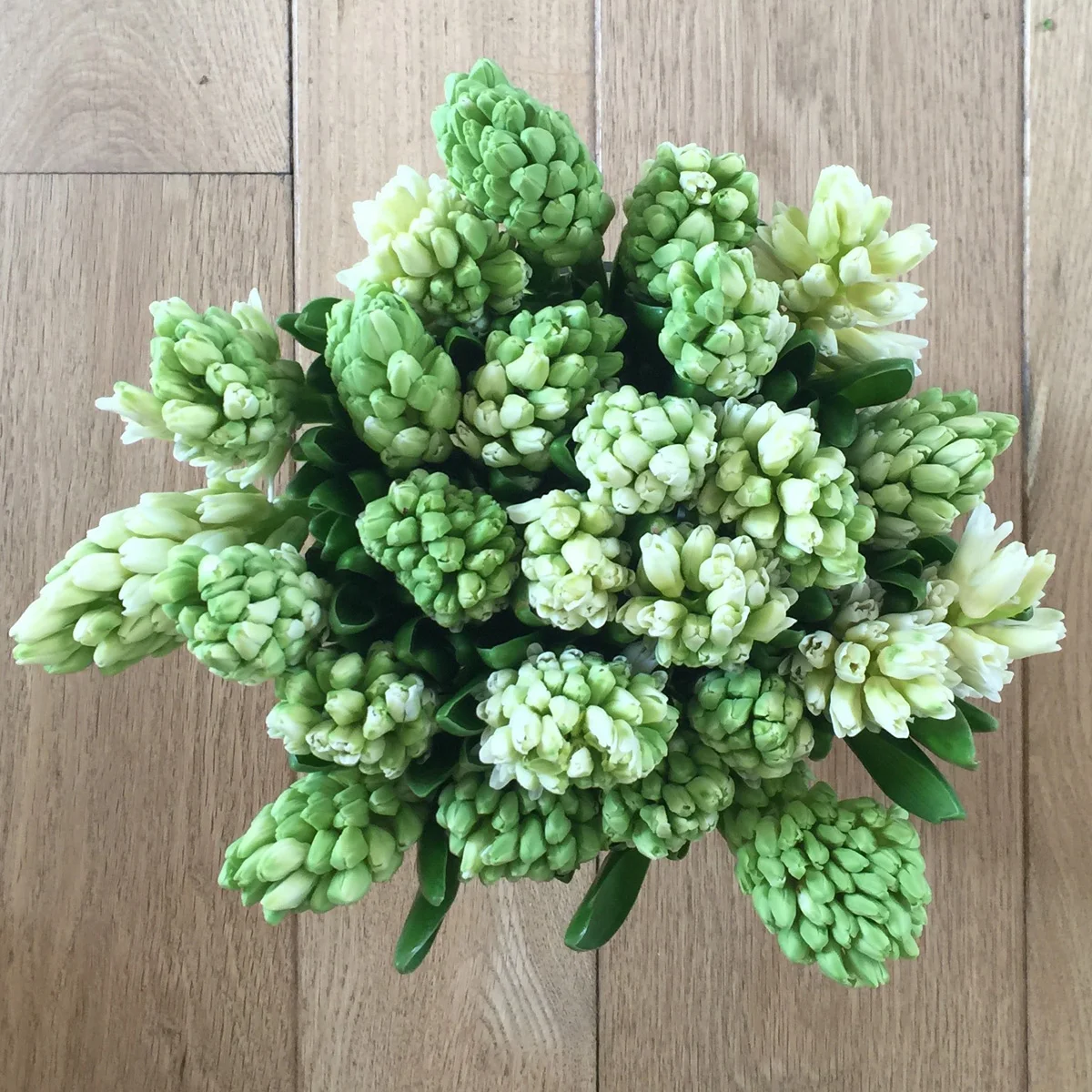 White hyacinth gathered tightly