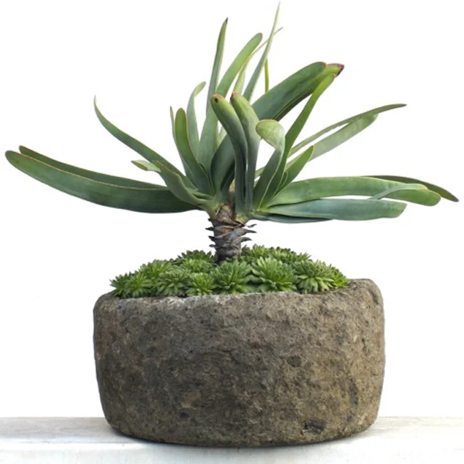 Agave in hand-hewn stone